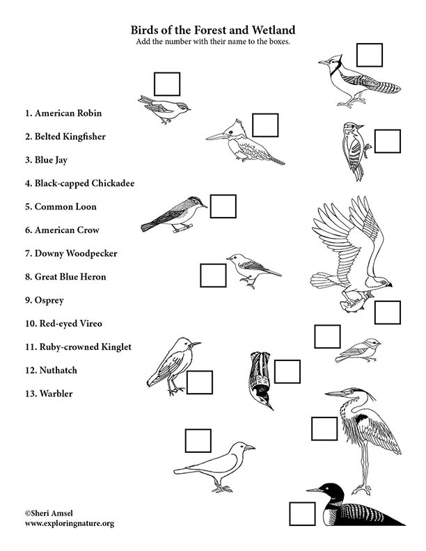 Birds of the Forest and Wetland Matching