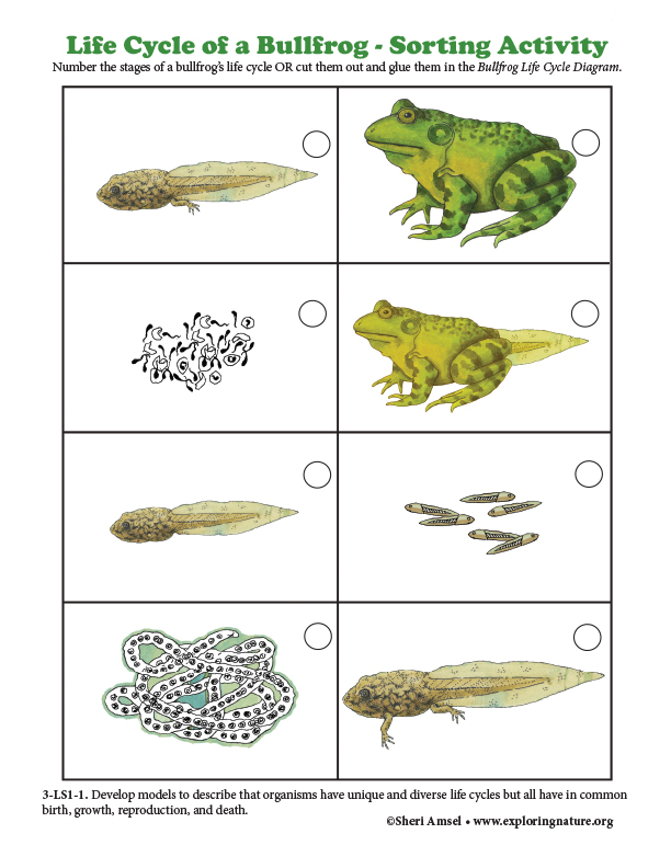 bullfrog_lifecycle_sorting_pieces72 image