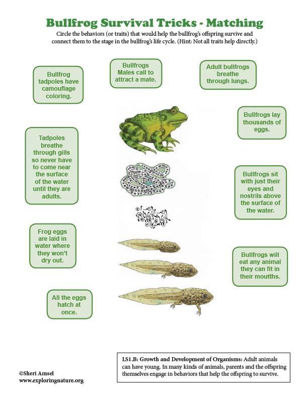 Bullfrog Survival Tricks - Life Cycle Matching