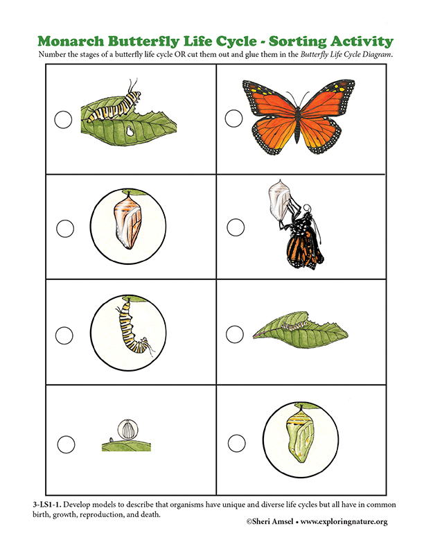 butterfly-life-cycle-cut-and-paste-worksheet