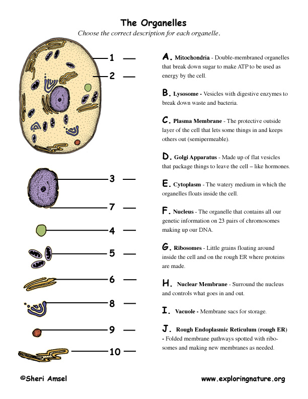 what-are-the-different-cell-organelles-and-their-functions-cell