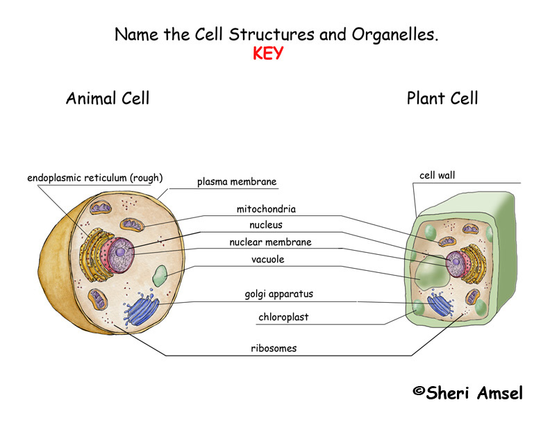 Label the Plant and Animal Cells -- Exploring Nature Educational Resource