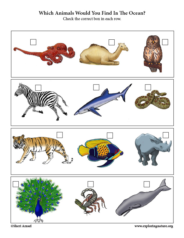 Which Animals Live in the Ocean? Critical Thinking Activity