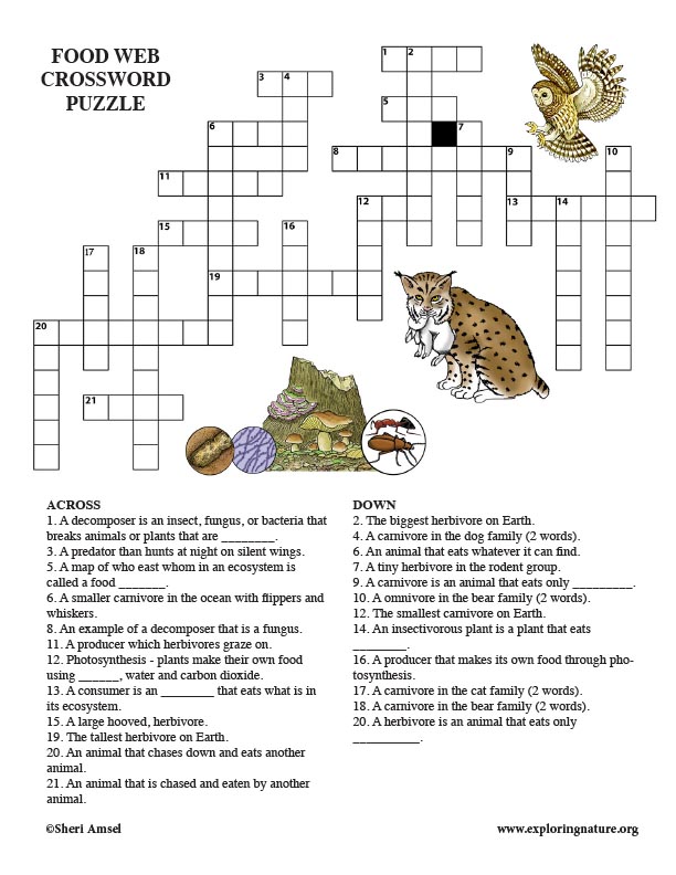 Foodwebs Crossword Puzzle Middle School Adult 