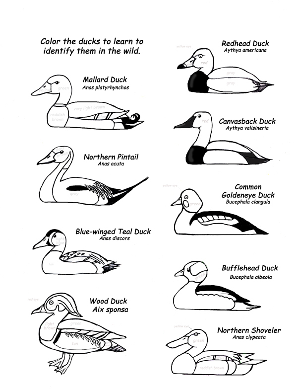 Color the Ducks to Learn their Names