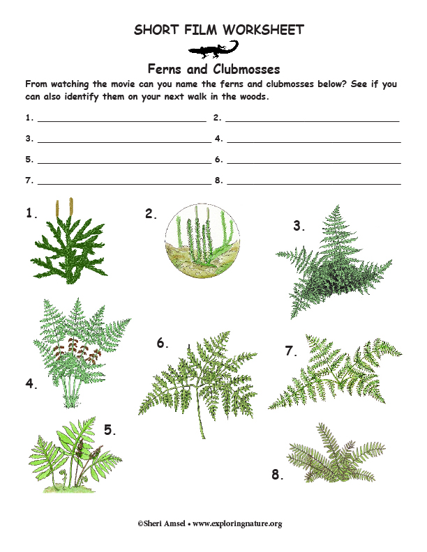 Fern Identification