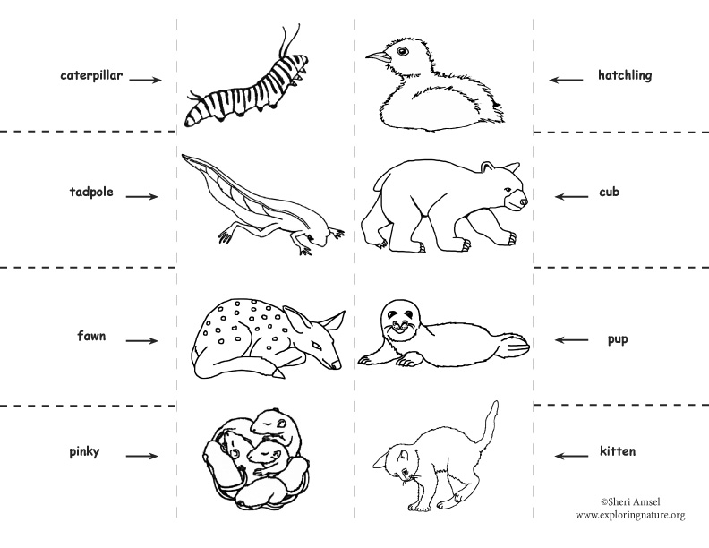 What Is My Baby Called? Foldable Activity