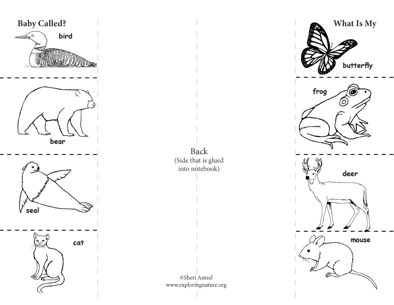 What is My Baby Called? Foldable Activity