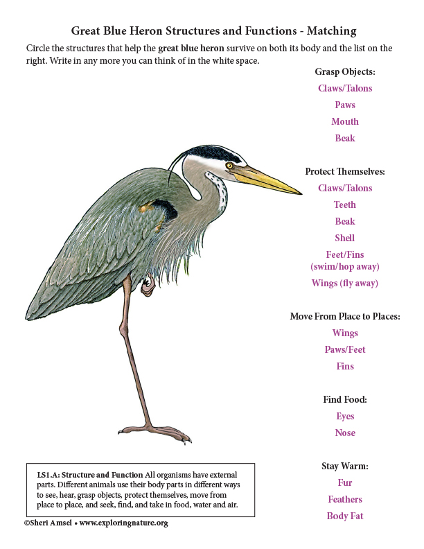 great-blue-heron-structures-and-functions-matching