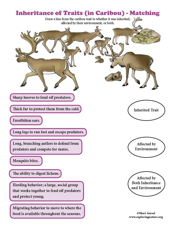 Inheritance of Traits (in Caribou) - Matching