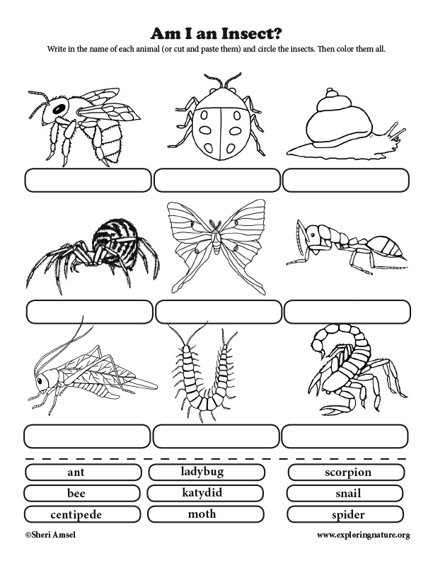 Am I An Insect? Classification For Elementary