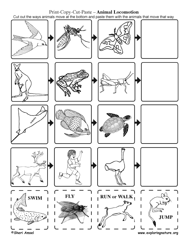 How Animals Move Cut and Paste