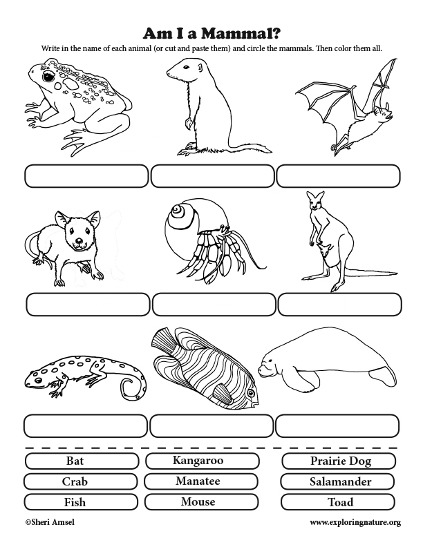 Am I a Mammal? Classification for Elementary