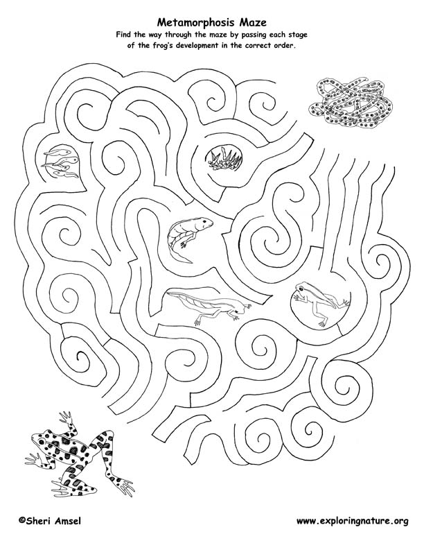 Frog Metamorphosis Maze