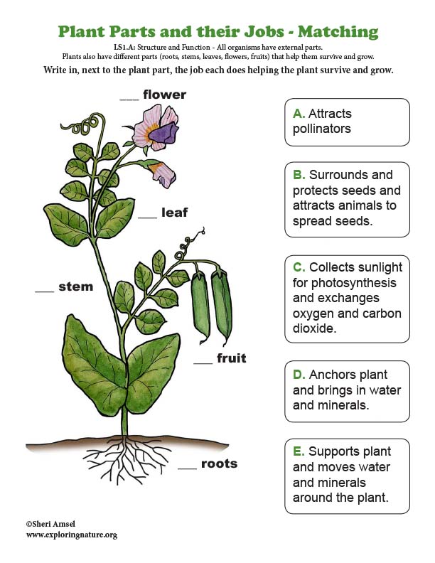 Plant Parts and their Jobs - Matching