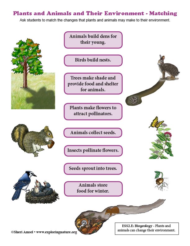 Plants And Animals And Their Environment Matching