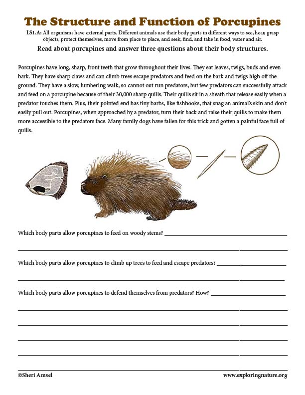 The Structures and Functions of Porcupines - Reading with Short Answers