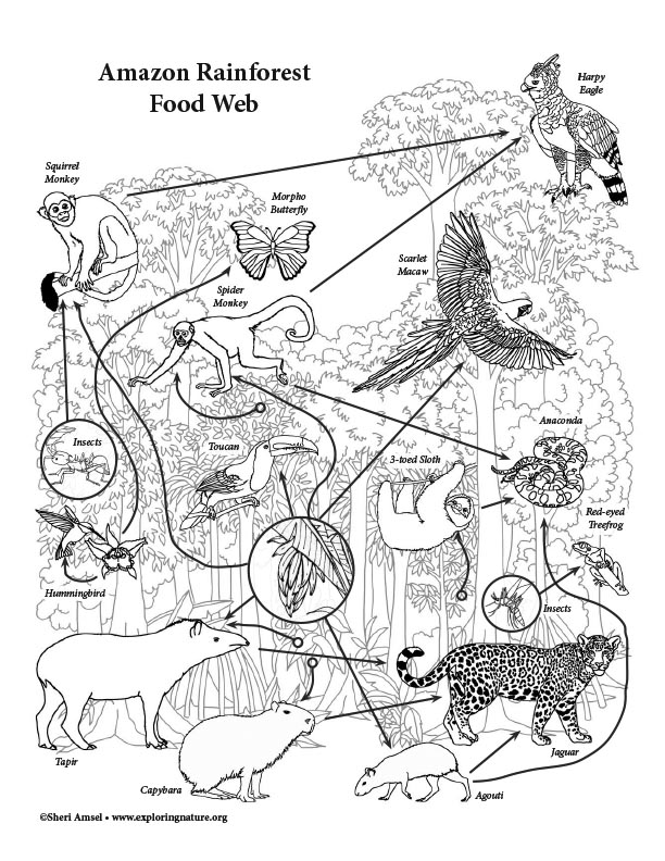 what is food web in short answer
