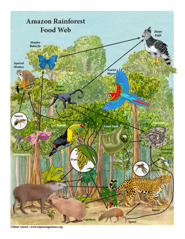 Amazon Rainforest Ecosystem Food Web