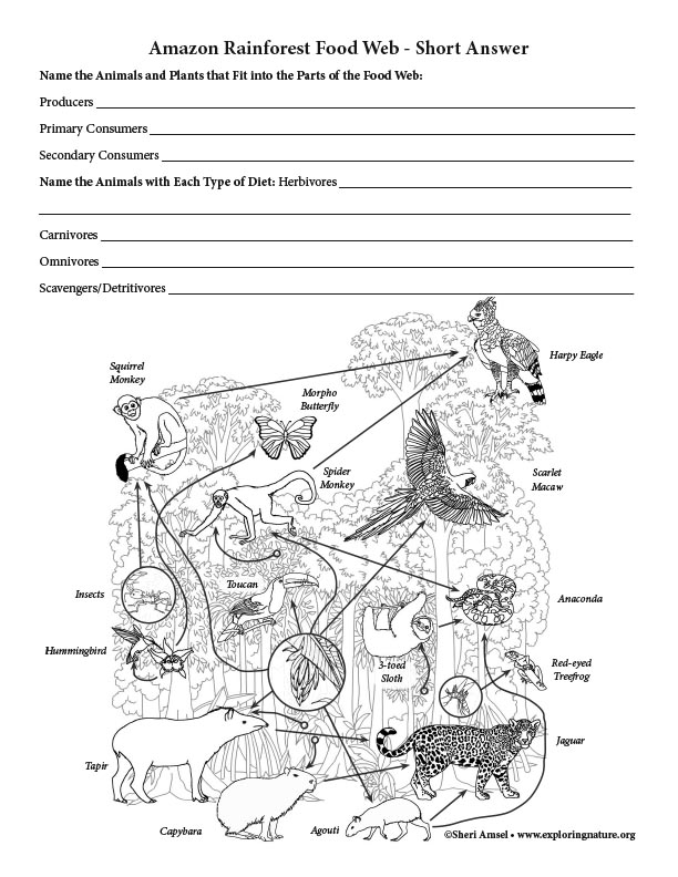 Amazon Rainforest Food Web Short Answer Activity