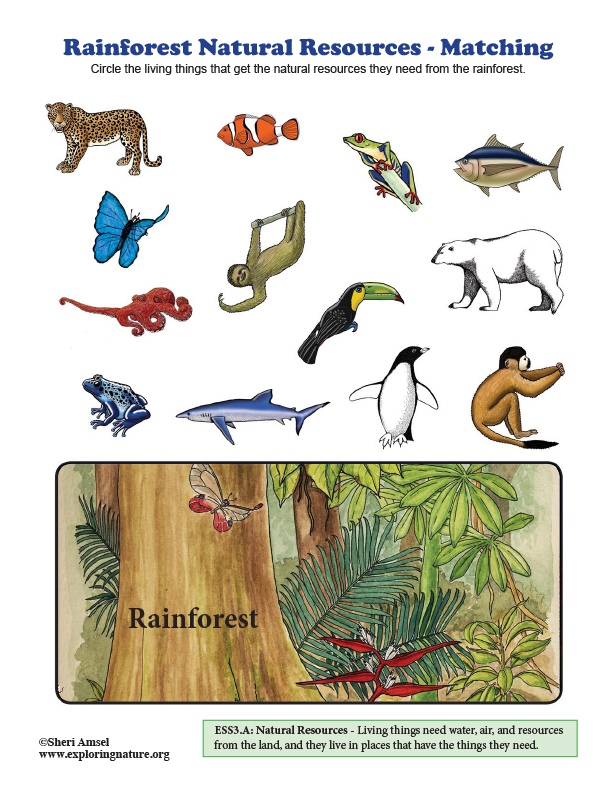 Rainforest Natural Resources - Matching