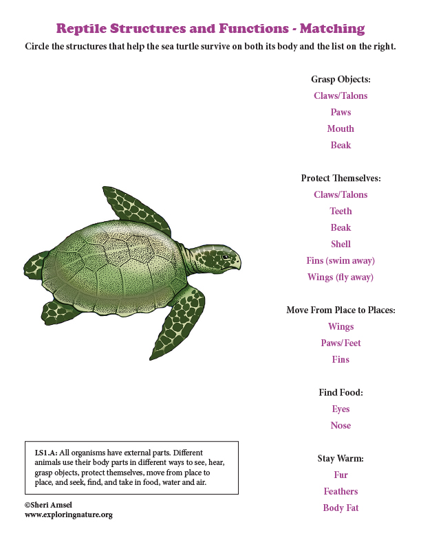 Reptile Structures and Functions - Matching