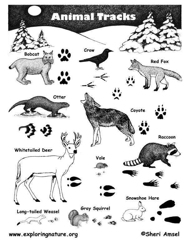 Animal Tracks Printable with Capturing Animal Tracks Activity - The  Homeschool Scientist