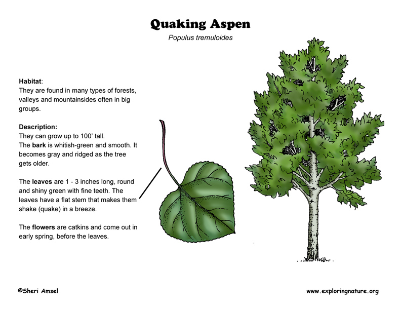 Aspen Tree Root System Diagram