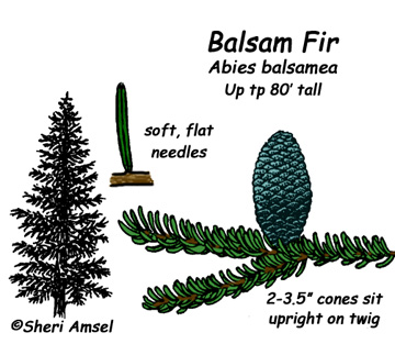 Balsam Fir -- Exploring Nature Educational Resource