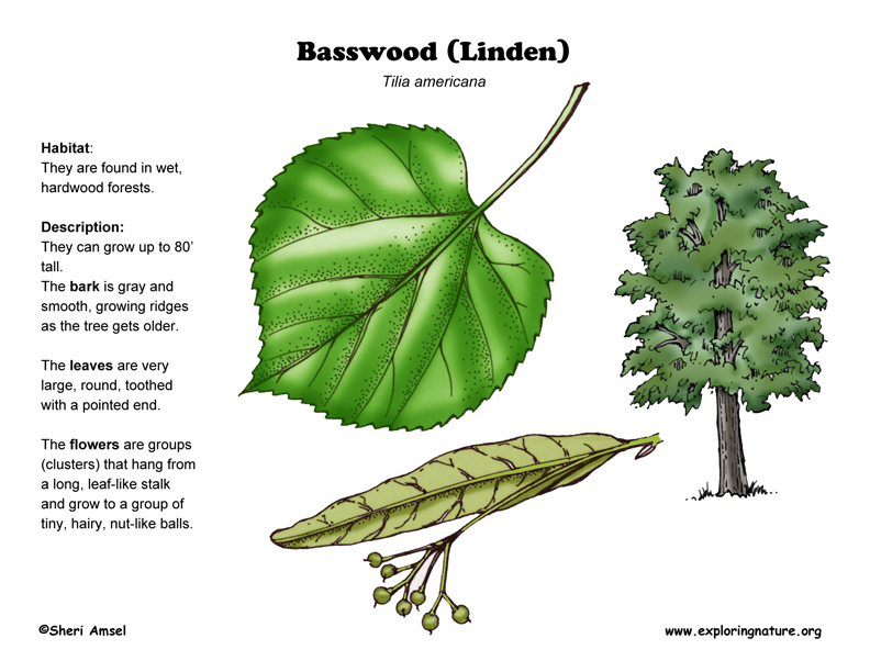 Basswood, Tree, Linden, Description, & Facts