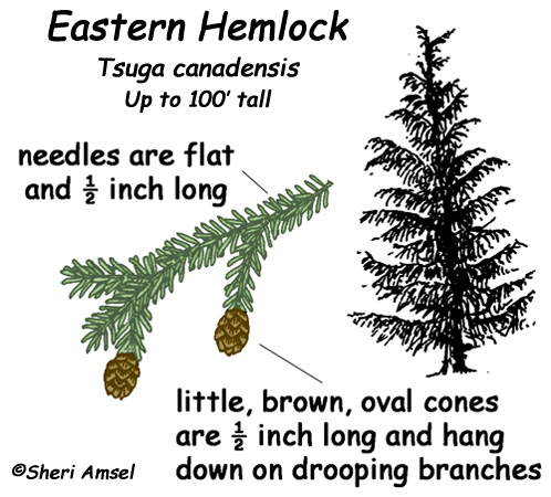 Hemlock (Eastern) -- Exploring Nature Educational Resource