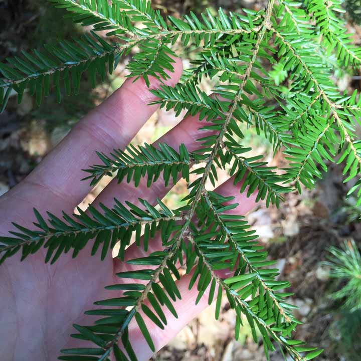 Hemlock (Eastern)