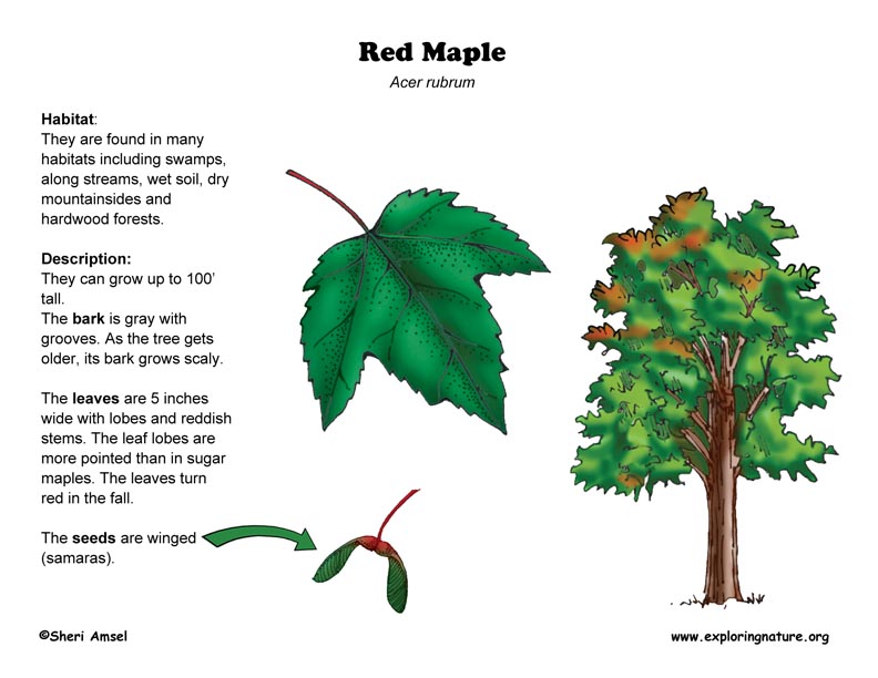 mla 8 format reference Maple (Red)