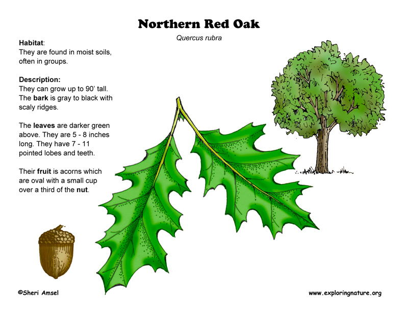Parts Of A Oak Tree