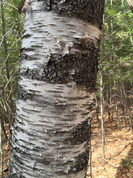 Paper birch (Betula papyrifera)  Department of Biological Sciences