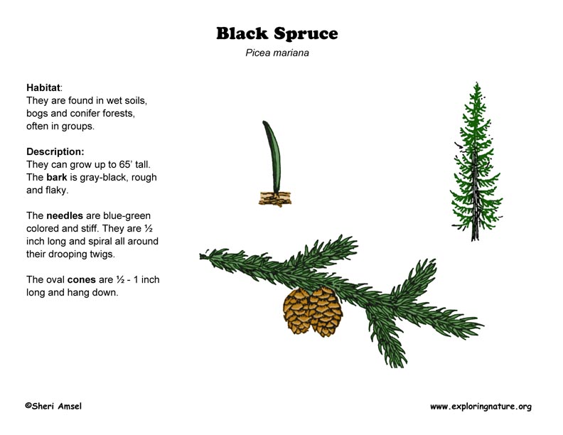 Spruce перевод