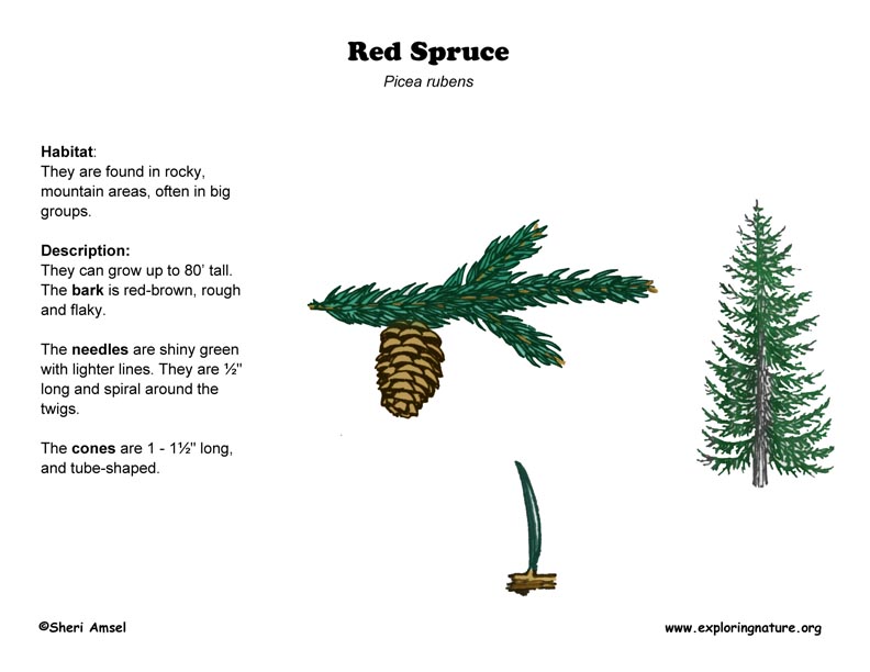 mla format reference 8 (Red) Spruce