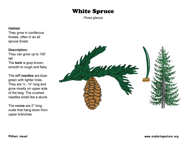 Spruce (White)