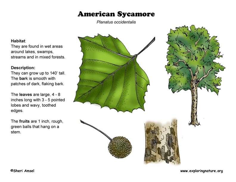 Sycamore Tree Identification