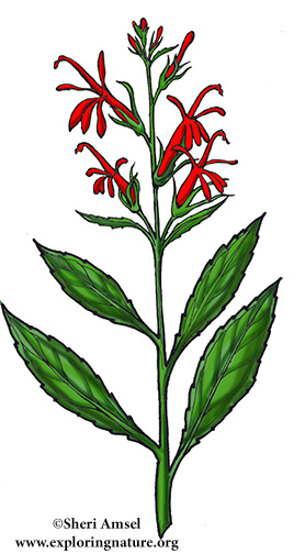 Cardinal Flower