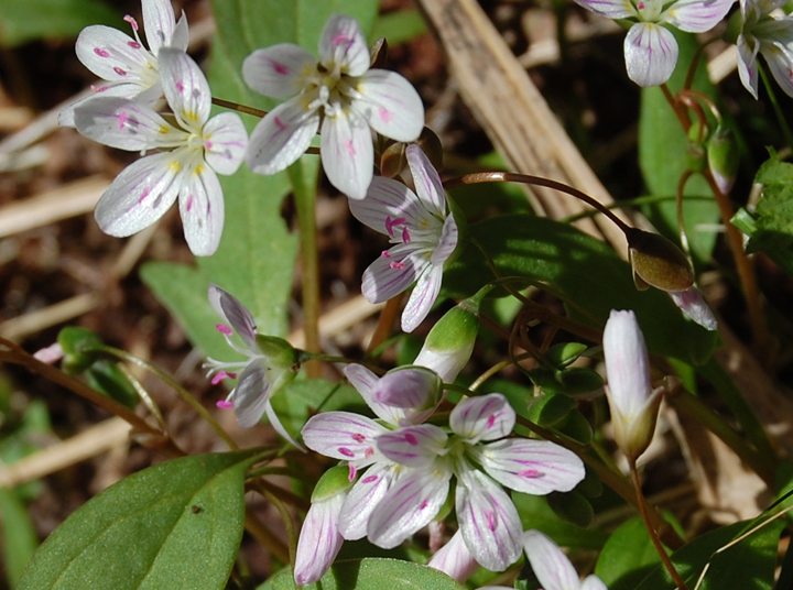 Spring Beauty