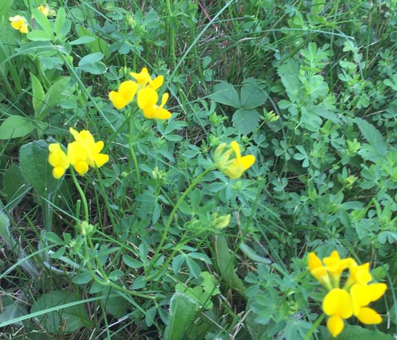 Birdsfoot Trefoil