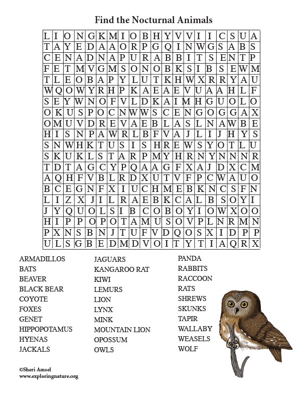 Nocturnal Animal Word Search Adults 