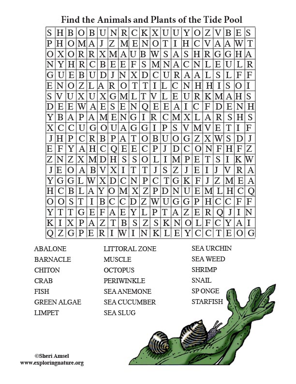 Tide Pool Word Search (Adults)