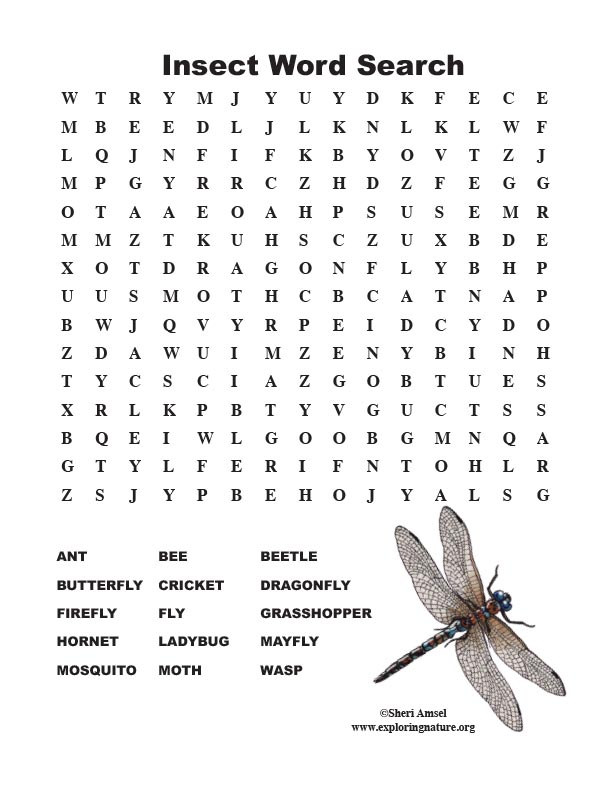 Insect Word Search (Middle)