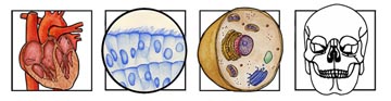 Human Anatomy - Cells, Tissues, Body Systems