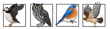 Birds of the World - Do Activities, Learn About, Draw and Color