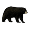 Black Bear Skull Diagram and Labeling