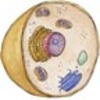 Cell Organelles