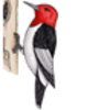 Woodpecker (Red-headed)